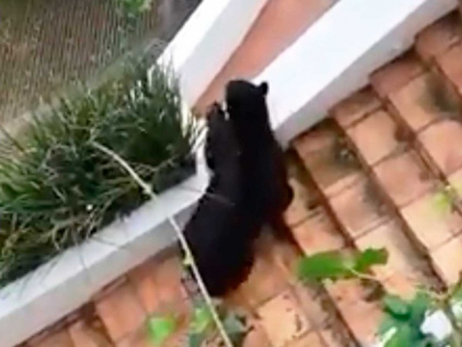En plena cuarentena oso entra a casa de NL y busca comida