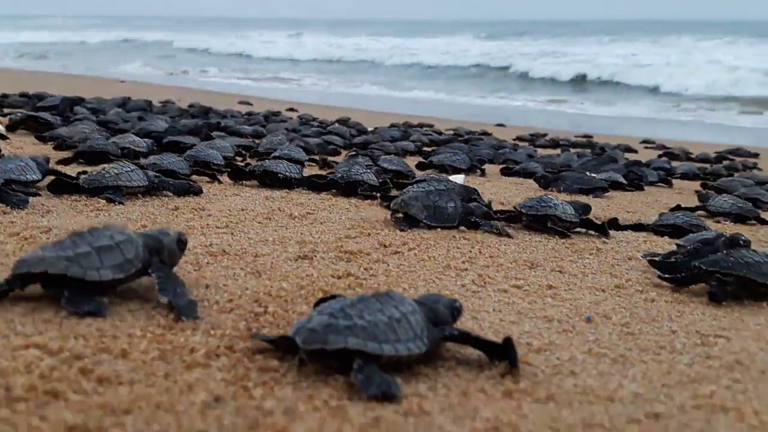 Playas vacías por contingencia, oportunidad para las tortugas