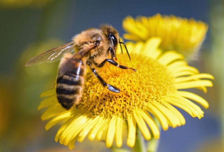 Hay similitudes entre los cerebros de abejas y humanos